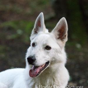 Berger Blanc Suisse