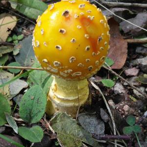 Fly Agaric