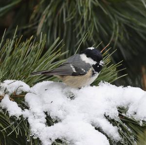 Coal Tit