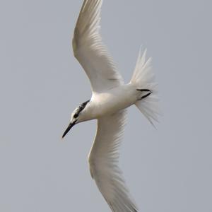 Sandwich Tern