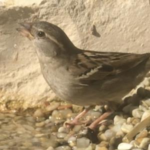 House Sparrow