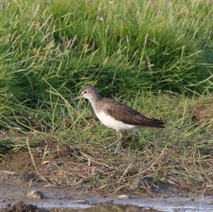 Wood Sandpiper