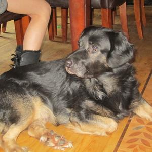 Unknown Breed