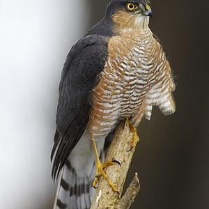 Eurasian Sparrowhawk