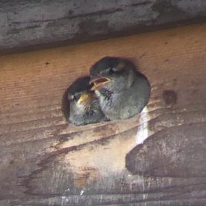 House Sparrow