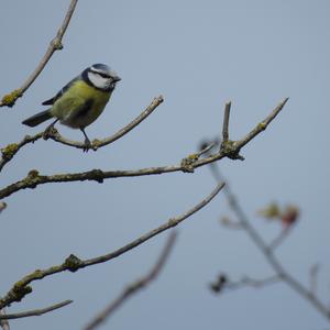 Blue Tit