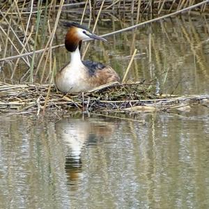 Great Crested Grebe