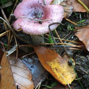 Bare-toothed Russula