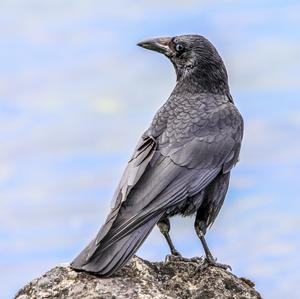 Carrion Crow