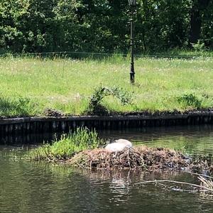 Mute Swan