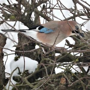 Eurasian Jay