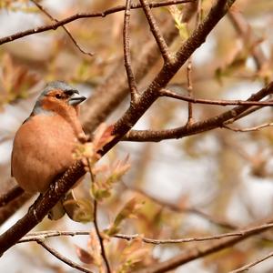 Eurasian Chaffinch