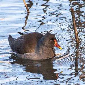 Common Moorhen