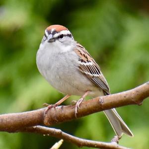 Chipping Sparrow