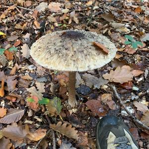 Parasol Mushroom