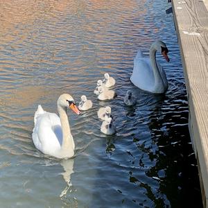 Mute Swan