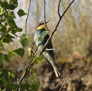 European Bee-eater