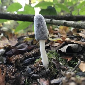 Magpie Ink-cap