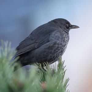 Eurasian Blackbird