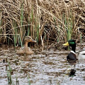 Mallard