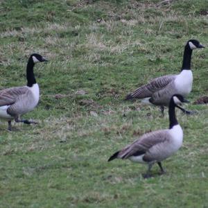 Canada Goose