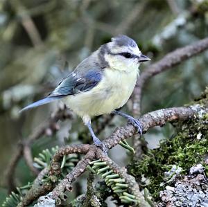 Blue Tit