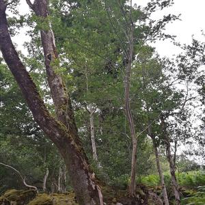 Mountain Ash (European)