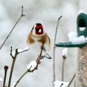 European Goldfinch