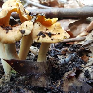 Chanterelle, Common