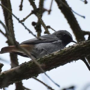 Black Redstart