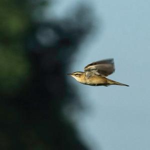 Sedge Warbler