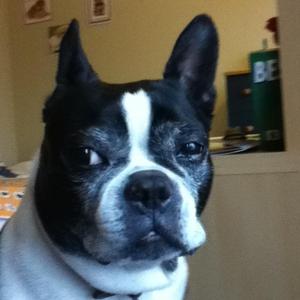 Boston Terrier