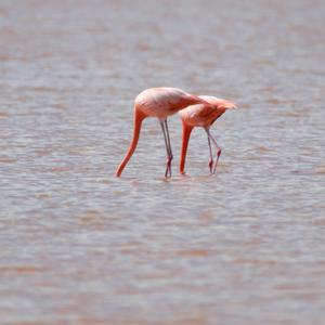 Greater Flamingo