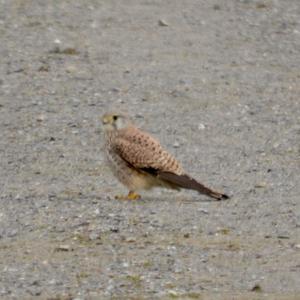 Common Kestrel