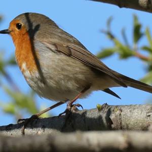 European Robin