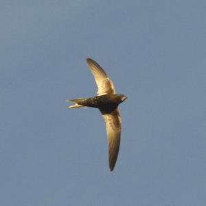 Common Swift