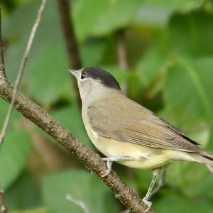 Blackcap