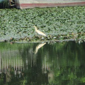 Squacco Heron