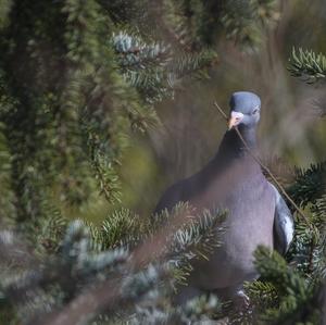 Common Wood-pigeon