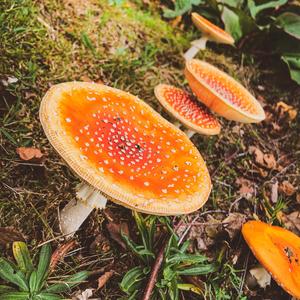 Fly Agaric