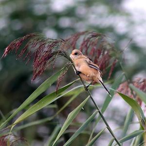 Bearded Parrotbill