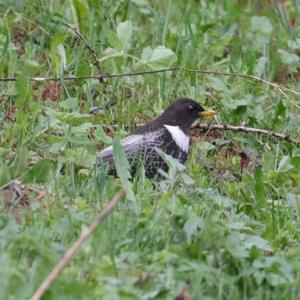 Ring Ouzel