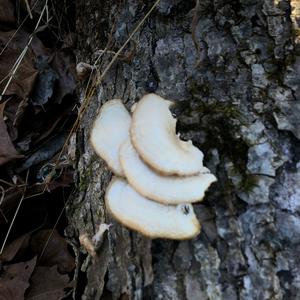 Oyster Mushroom