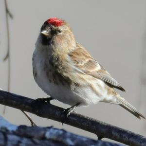 Common Redpoll