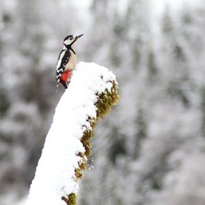 Great Spotted Woodpecker