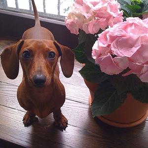 Dachshund