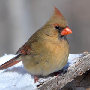 Northern Cardinal