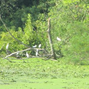 Little Egret