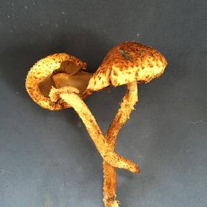 Scaly Pholiota