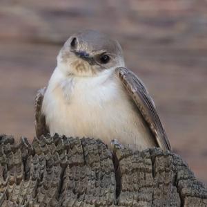 Eurasian Crag-martin